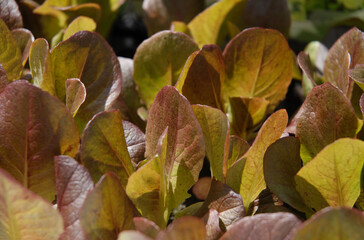 Fresh leaves of Lettuce Pandero, also known as  Red mini Cos