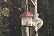 Eastern Gray Squirrel Raiding A Bird Feeder, In Cecil County, Elkton, Maryland.