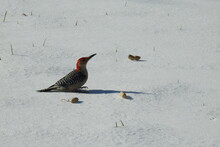 Male Red-bellied Woodpecker Collecting Peanuts Atop The Fallen Snow, In Cecil County, Elkton, Maryland.