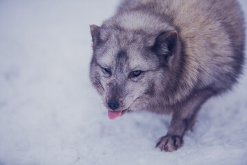 Sticker - Arctic fox close-up on a background of snow