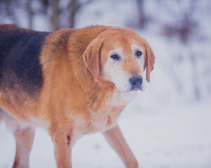 Poster - Portrait of an elderly hound on a walk in winter