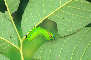 The larvae of the green tailed silkworm moth are on the green leaves