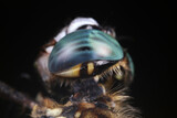 Fototapeta Konie - Close up of dragonfly's compound eyes