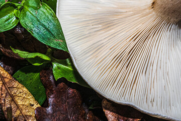 Poster - mushrooms in the forest