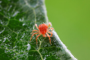 Sticker - The red mite is found on wild plants in North China