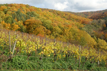 Canvas Print - Weinberg bei Hoerstein