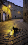 Fototapeta Uliczki - Abandoned street cats