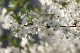Fototapeta  - Branch of a blossoming fruit tree with beatiful white flowers on blurry background