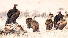 Vultures On A Cadaver Of A Dead Cow In The Savannah Of Brandberg, Namibia