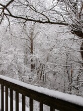Snow-covered Trees In Winter, Beyond A Snow-covered Railing