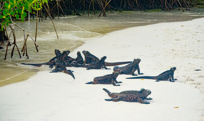 Galapagos Marine Iguana on Santa Cruz Galapagos, on sandy beach after swimming in the ocean.