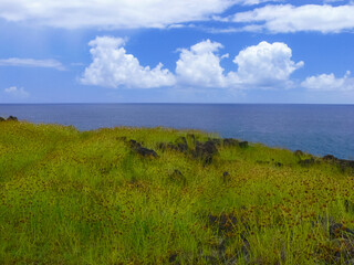 Wall Mural - nature of Easter Island, landscape, vegetation and coast.