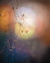 spider on the web