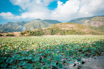 Landscape of Lotus Flowers Lake and Mountain Scenery with blue sky at Con Dao island, Viet Nam. Natural Countryside Background.