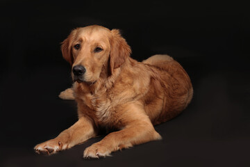 Cute golden retriever dog lying on a black background