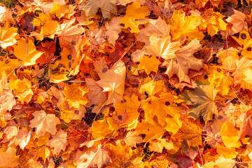 Autumn maple leaves in the park.