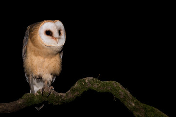 Wall Mural - The beautiful Barn owl perched on branch (Tyto alba)