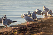 Wading Seagulls Free Stock Photo - Public Domain Pictures