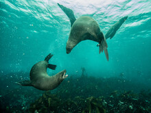 Cape Fur Seal Underwater