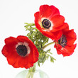 Red flowers of anemone on a white background. copy space