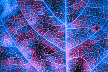 A Leaf Of A Tree Close Up. Unusual Vivid Background With Inverted Colors Like Neon Lights. Dark Catchy Plant Backdrop Or Wallpaper. Mosaic Blue And Violet Pattern Of Network Of Veins And Cells