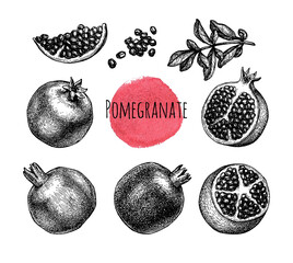 Canvas Print - pomegranate ink sketch collection.