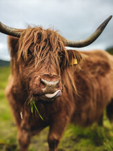 Scottish Highland Cow