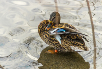 Sticker - duck on ice