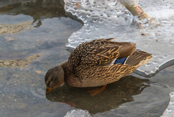 Sticker - duck in the water