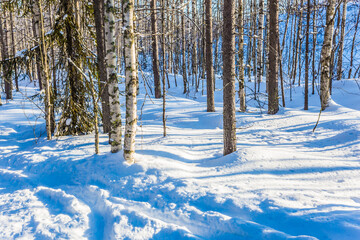 Canvas Print - Great frosty morning in the winter forest