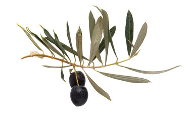 Wall Mural - branch with olives isolated