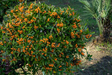 Orange Berries Pyracantha Angustifolia, (Narrowleaf Firethorn, Slender Or Woolly Firethorn). Trimmed Narrow-leaved Pyracantha Growing In Park In Sochi City Center.