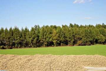 Canvas Print - Potato harvest in green field, Hokkaido, Japan - じゃがいも 収穫 農場 北海道 帯広市 日本