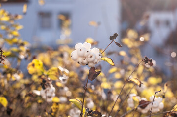 Wall Mural - snowberries, the white fruits of a shrub