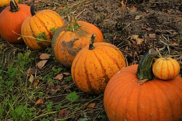 orange pumpkins at outdoor in autumn - パンプキン 秋
