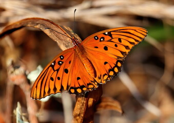 Bright macro photo of a Gulf fritillary butterfly. Agraulis vanillae.