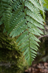 beautiful green fresh fern on blurred background