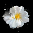 luxury white rose close up on black background with splashes of paint