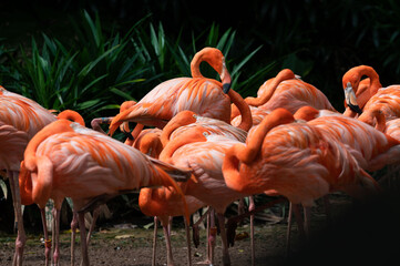 flock of american flamingoes in a bird park