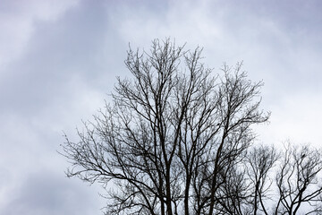 Wall Mural - bare black trees under gray cloudy sky on autumn day