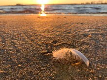 Bird Feather On The Sand