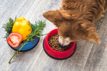 Wall Mural - dog eats dry food. Next to it is a bowl of fresh vegetables. Dog food concept