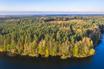 Wall Mural - Autumn lake landscape with pine trees, aerial bird-eye view