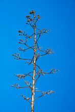 Agave In The Blue Sky