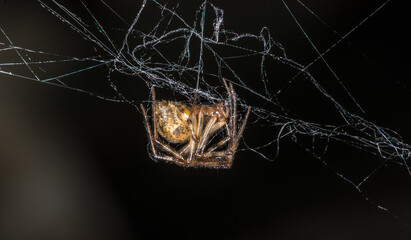 Cross Orb-weaver (Araneus diadematus)