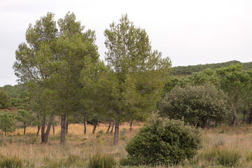 Wall Mural - paysage des corbières