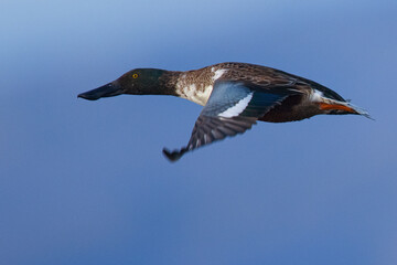 Canvas Print - Northern Shoveler in beautiful light, seen in the wild in North California