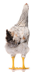 back side of one white chicken isolated on white background, studio shoot