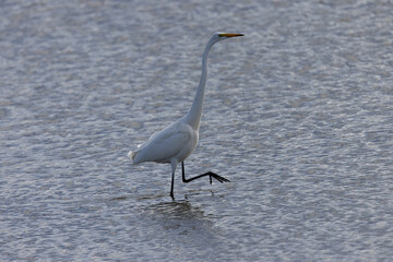 Canvas Print - Great egret standing one leg in beautiful light, seen in the wild in a North California marsh 