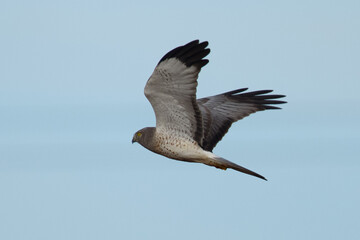 Extremely close view of a male hen harrier, seen in the wild in North California